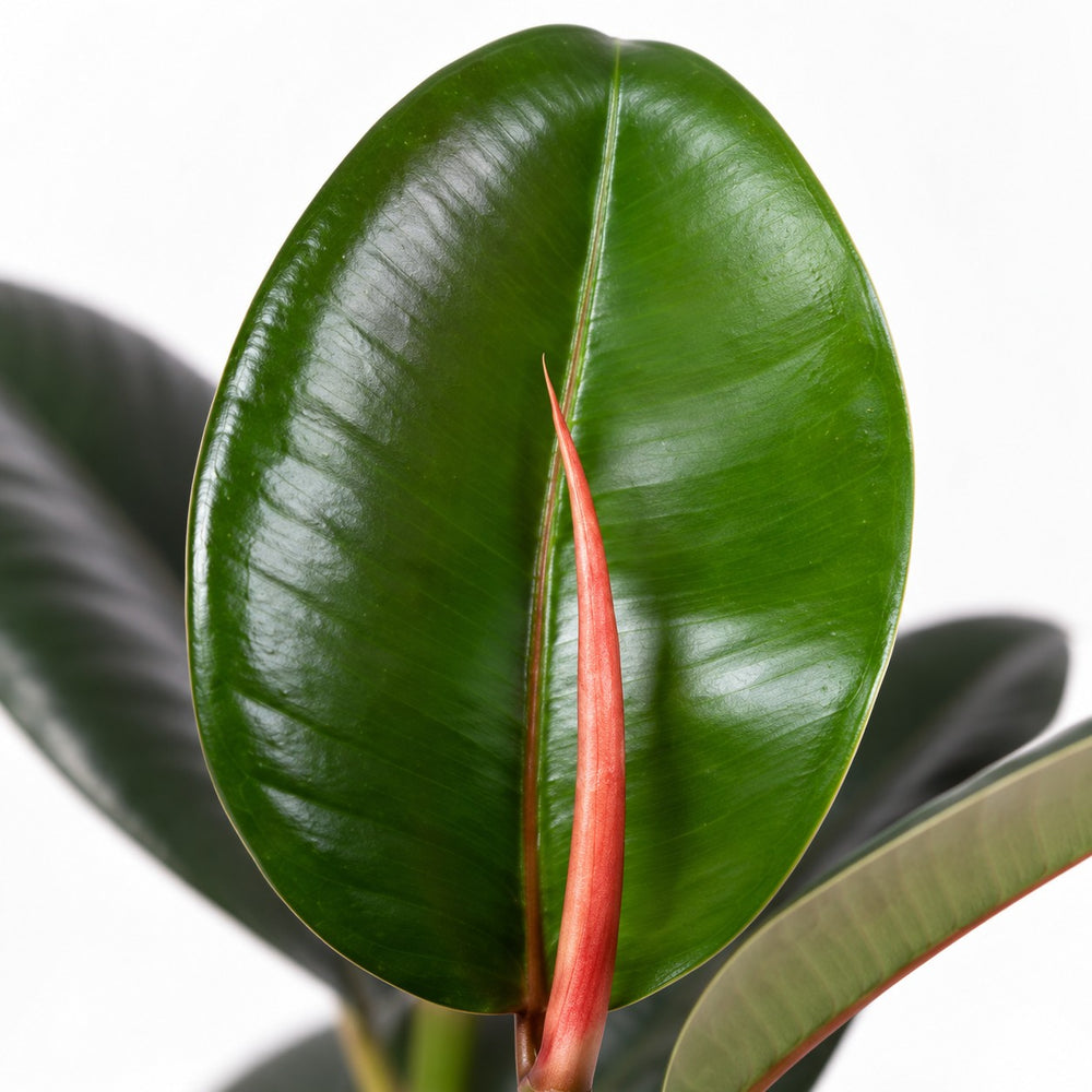 Ficus Elastica Robusta, Nahaufnahme Blatt