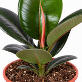 Ficus Elastica Robusta, Nahaufnahme Wuchs und Triebansatz