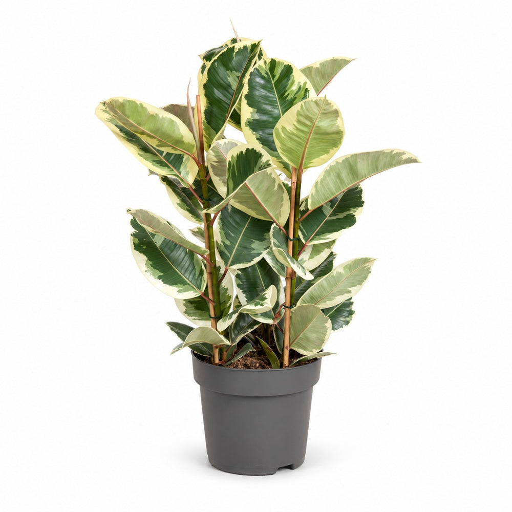 Ficus Elastica Tineke (100cm, Ø27cm) im Kulturtopf