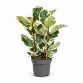 Ficus Elastica Tineke (100cm, Ø27cm) im Kulturtopf