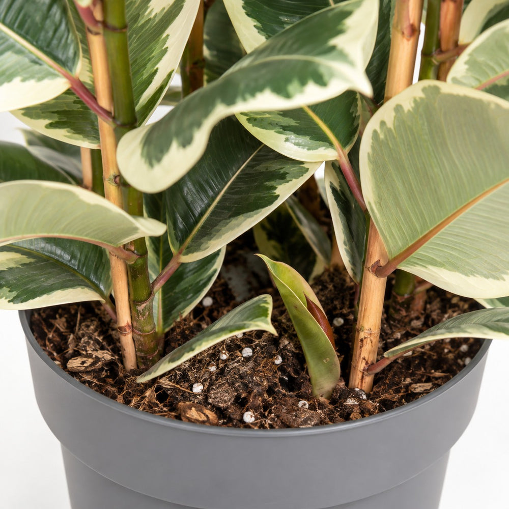 Ficus Elastica Tineke (100cm, Ø27cm), Nahaufnahme Wuchs und Triebansatz