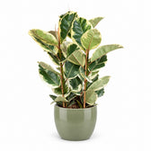 Ficus Elastica Tineke (100cm, Ø27cm), Stylingbeispiel im Übertopf (Übertopf nicht enthalten)
