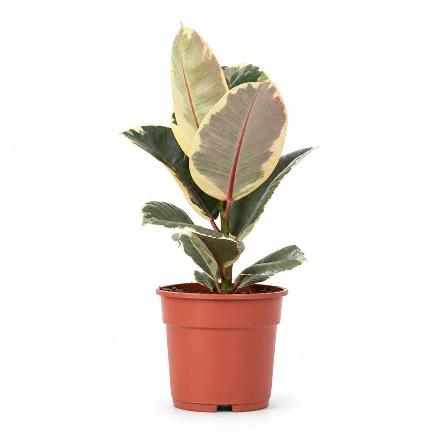 Ficus Elastica Tineke (50cm, Ø17cm) im Kulturtopf