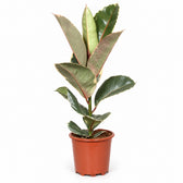 Ficus Elastica Tineke - 60cm im Kulturtopf