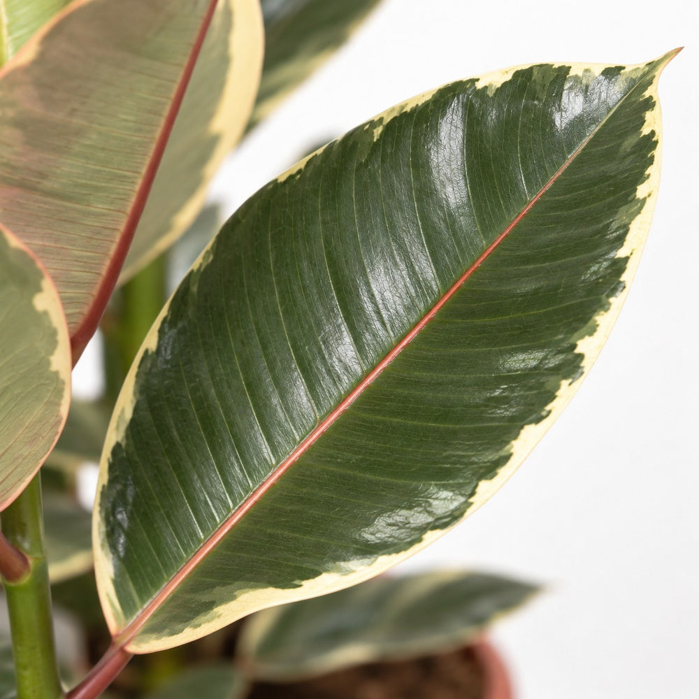 Ficus Elastica Tineke, Nahaufnahme Blatt