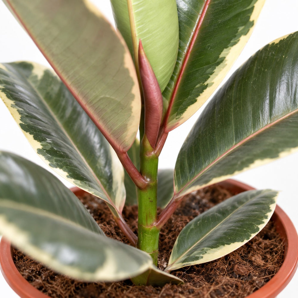 Ficus Elastica Tineke, Nahaufnahme Wuchs und Triebansatz