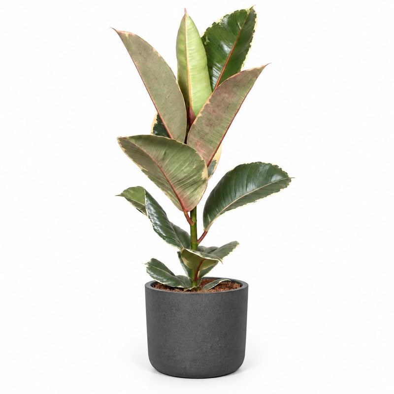 Ficus Elastica Tineke - 60cm Detail
