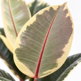 Ficus Elastica Tineke, Nahaufnahme Blatt