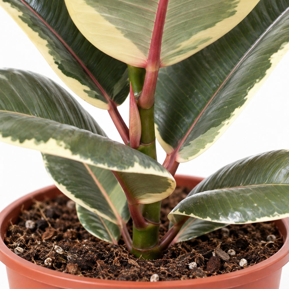 Ficus Elastica Tineke, Nahaufnahme Wuchs und Triebansatz