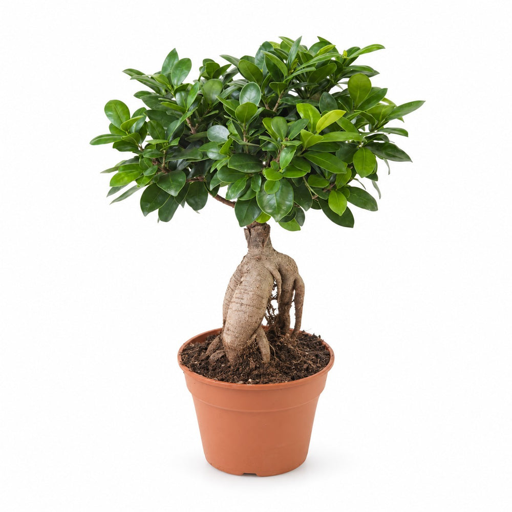 Ficus Ginseng (40cm, Ø17cm) im Kulturtopf