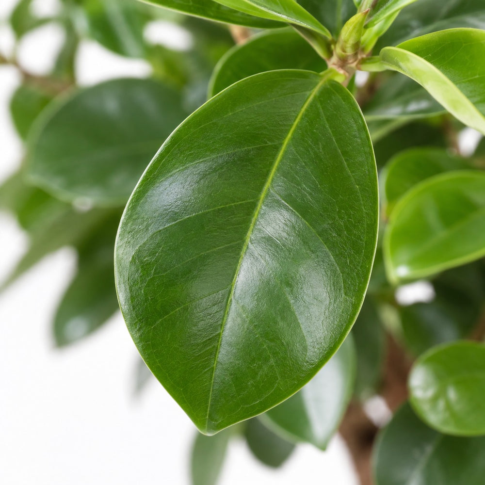 Ficus Ginseng (40cm, Ø17cm), Nahaufnahme Blatt
