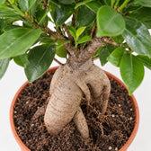 Ficus Ginseng (40cm, Ø17cm), Nahaufnahme Wuchs und Triebansatz