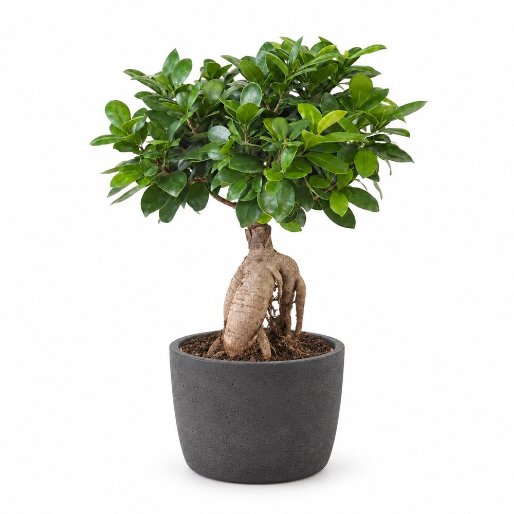 Ficus Ginseng (40cm, Ø17cm), Stylingbeispiel im Übertopf (Übertopf nicht enthalten)