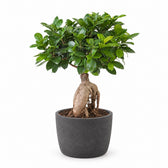 Ficus Ginseng (40cm, Ø17cm), Stylingbeispiel im Übertopf (Übertopf nicht enthalten)