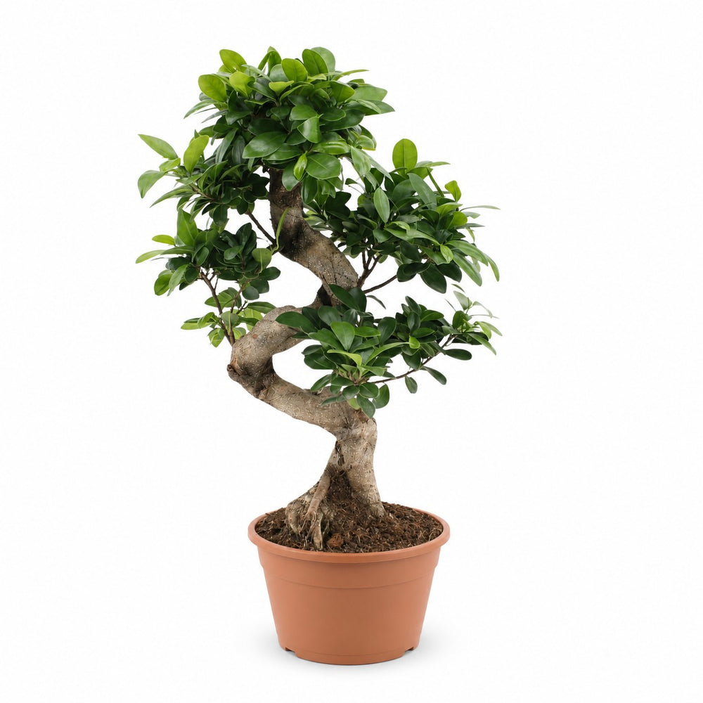 Ficus Ginseng (60cm, Ø22cm) im Kulturtopf