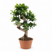 Ficus Ginseng (60cm, Ø22cm) im Kulturtopf