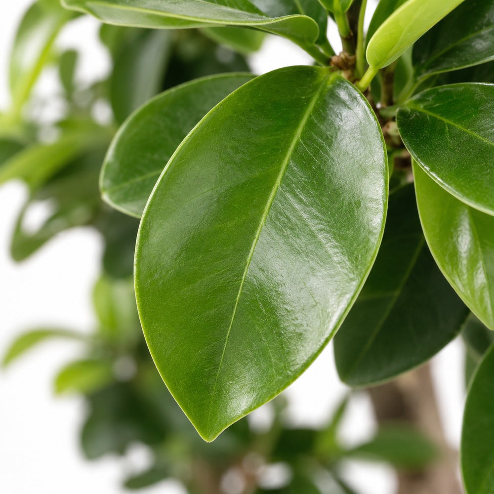 Ficus Ginseng (60cm, Ø22cm), Nahaufnahme Blatt