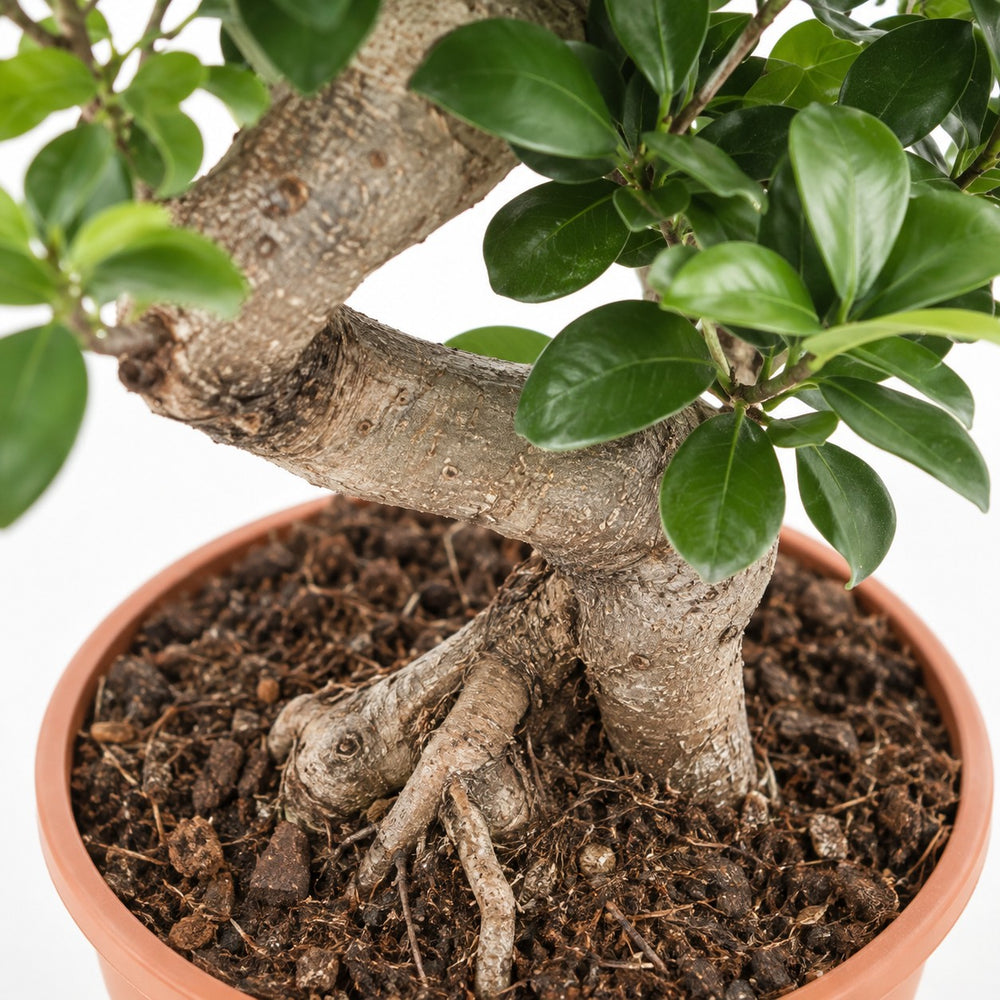 Ficus Ginseng (60cm, Ø22cm), Nahaufnahme Wuchs und Triebansatz