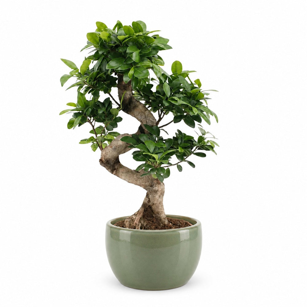 Ficus Ginseng (60cm, Ø22cm), Stylingbeispiel im Übertopf (Übertopf nicht enthalten)