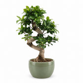 Ficus Ginseng (60cm, Ø22cm), Stylingbeispiel im Übertopf (Übertopf nicht enthalten)