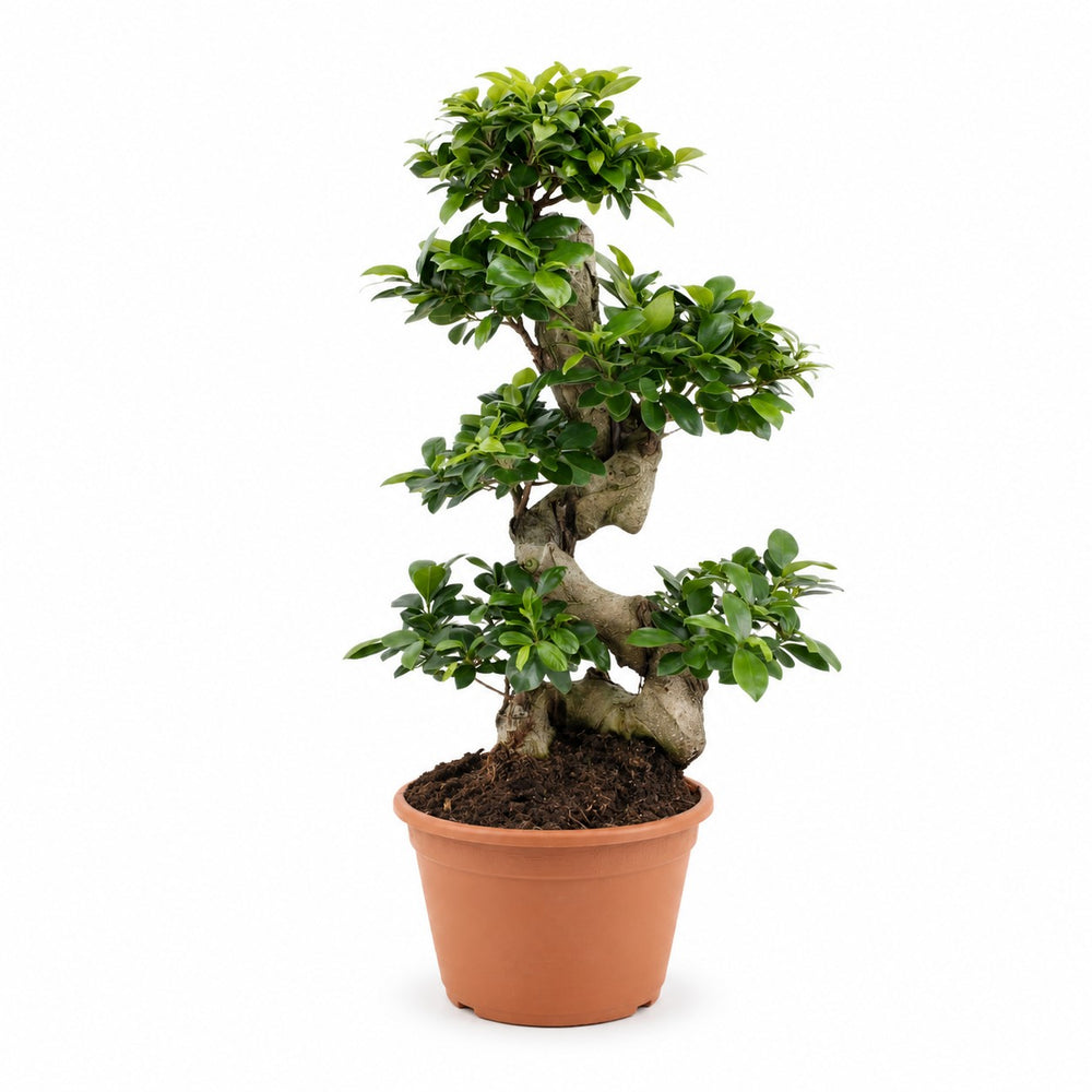 Ficus Ginseng (70cm, Ø27cm) im Kulturtopf