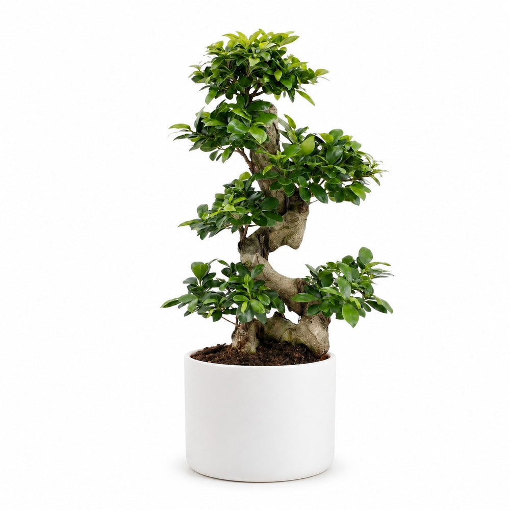 Ficus Ginseng (70cm, Ø27cm), Stylingbeispiel im Übertopf (Übertopf nicht enthalten)