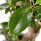 Ficus Ginseng, Nahaufnahme Blatt