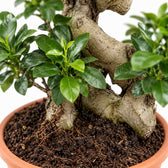 Ficus Ginseng, Nahaufnahme Wuchs und Triebansatz