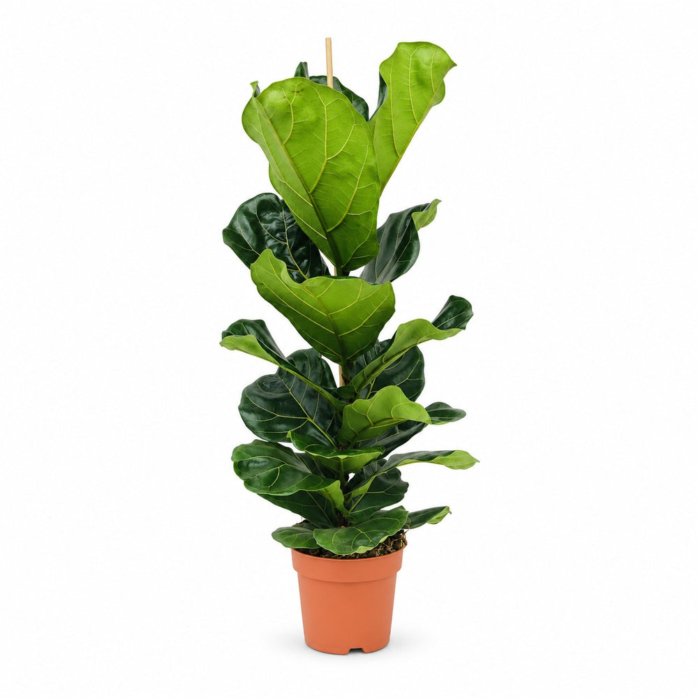 Ficus Lyrata (100cm, Ø21cm) im Kulturtopf