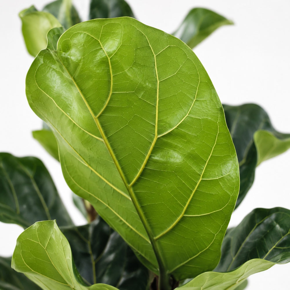 Ficus Lyrata (100cm, Ø21cm), Nahaufnahme Blatt