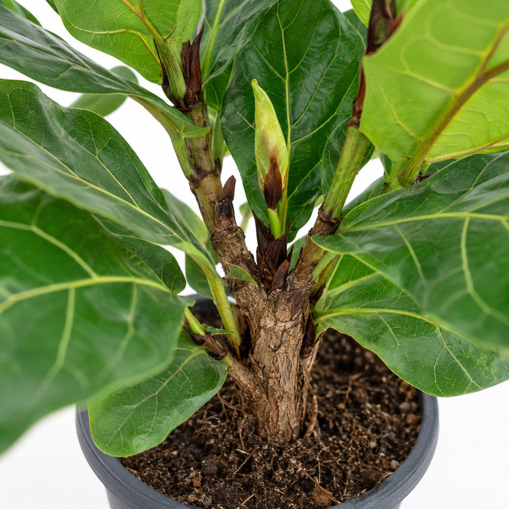 Ficus Lyrata (100cm, Ø26cm Set), Nahaufnahme Wuchs und Triebansatz