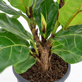 Ficus Lyrata (100cm, Ø26cm Set), Nahaufnahme Wuchs und Triebansatz