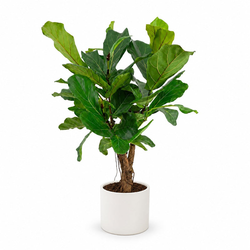 Ficus Lyrata Detail