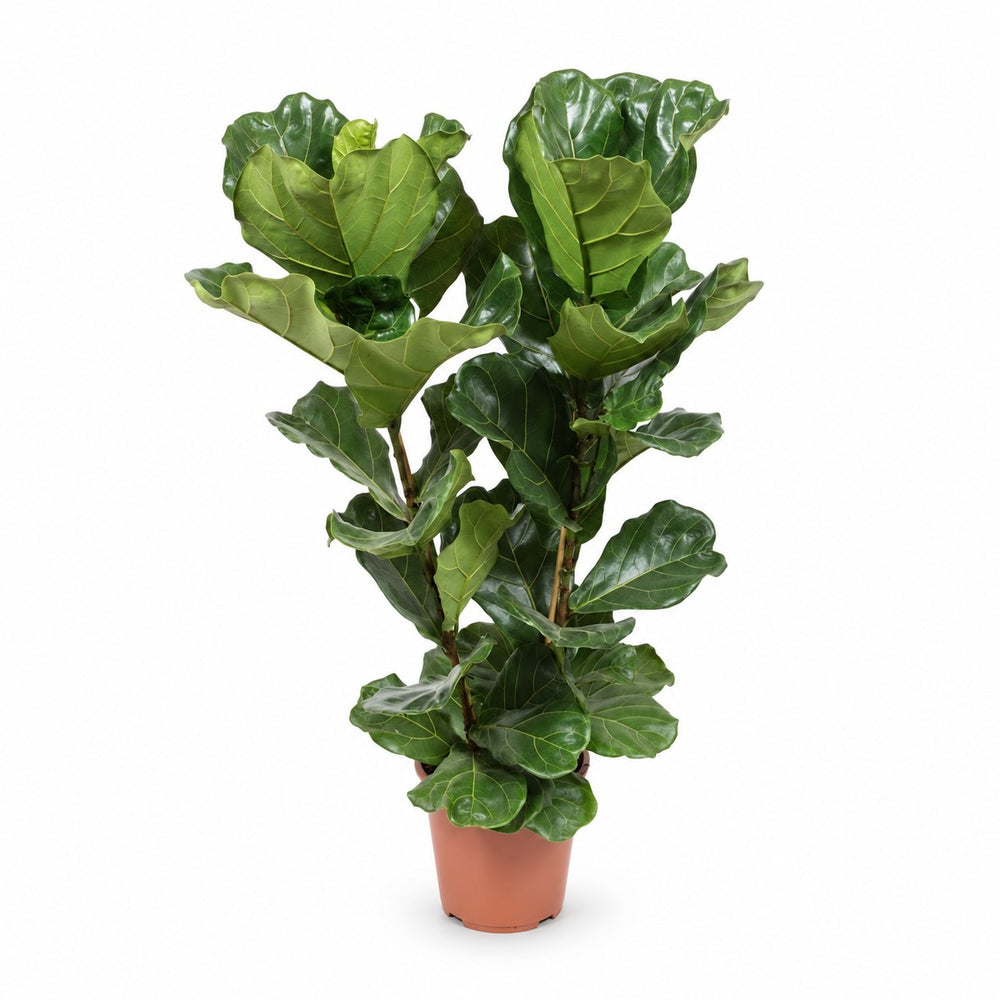 Ficus Lyrata (100cm, Ø27cm Set) im Kulturtopf