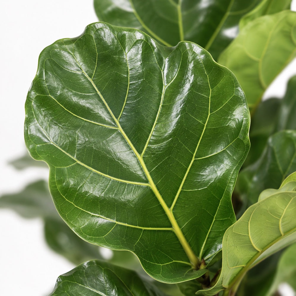 Ficus Lyrata (100cm, Ø27cm Set), Nahaufnahme Blatt