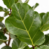 Ficus Lyrata (230cm, Ø40-45cm), Nahaufnahme Blatt
