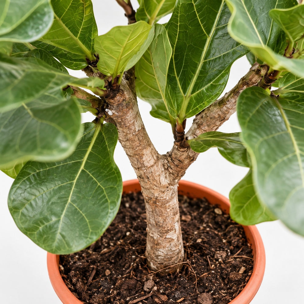 Ficus Lyrata (230cm, Ø40-45cm), Nahaufnahme Wuchs und Triebansatz
