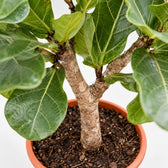 Ficus Lyrata (230cm, Ø40-45cm), Nahaufnahme Wuchs und Triebansatz