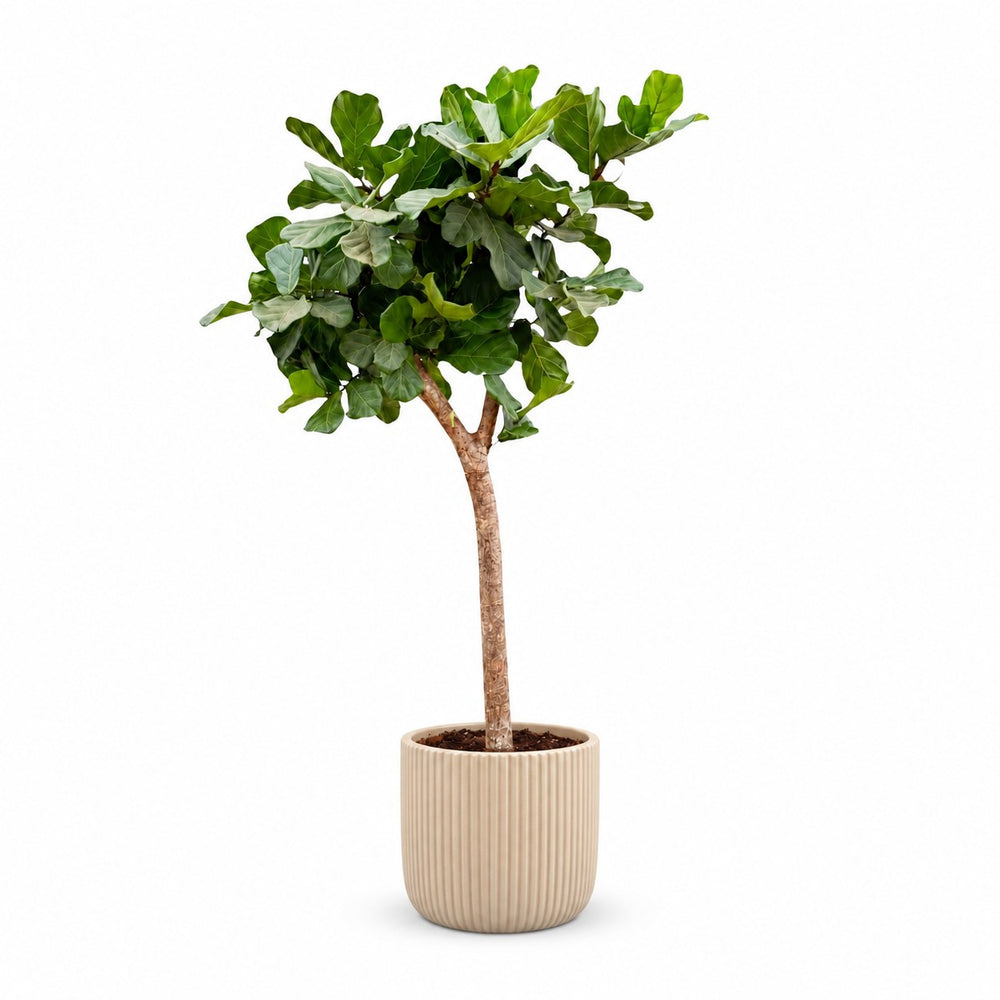 Ficus Lyrata (230cm, Ø40-45cm), Stylingbeispiel im Übertopf (Übertopf nicht enthalten)