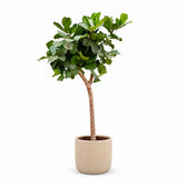 Ficus Lyrata (230cm, Ø40-45cm), Stylingbeispiel im Übertopf (Übertopf nicht enthalten)