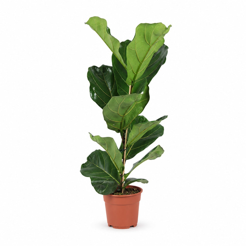 Ficus Lyrata (60cm, Ø17cm) im Kulturtopf