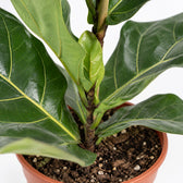 Ficus Lyrata (60cm, Ø17cm), Nahaufnahme Wuchs und Triebansatz