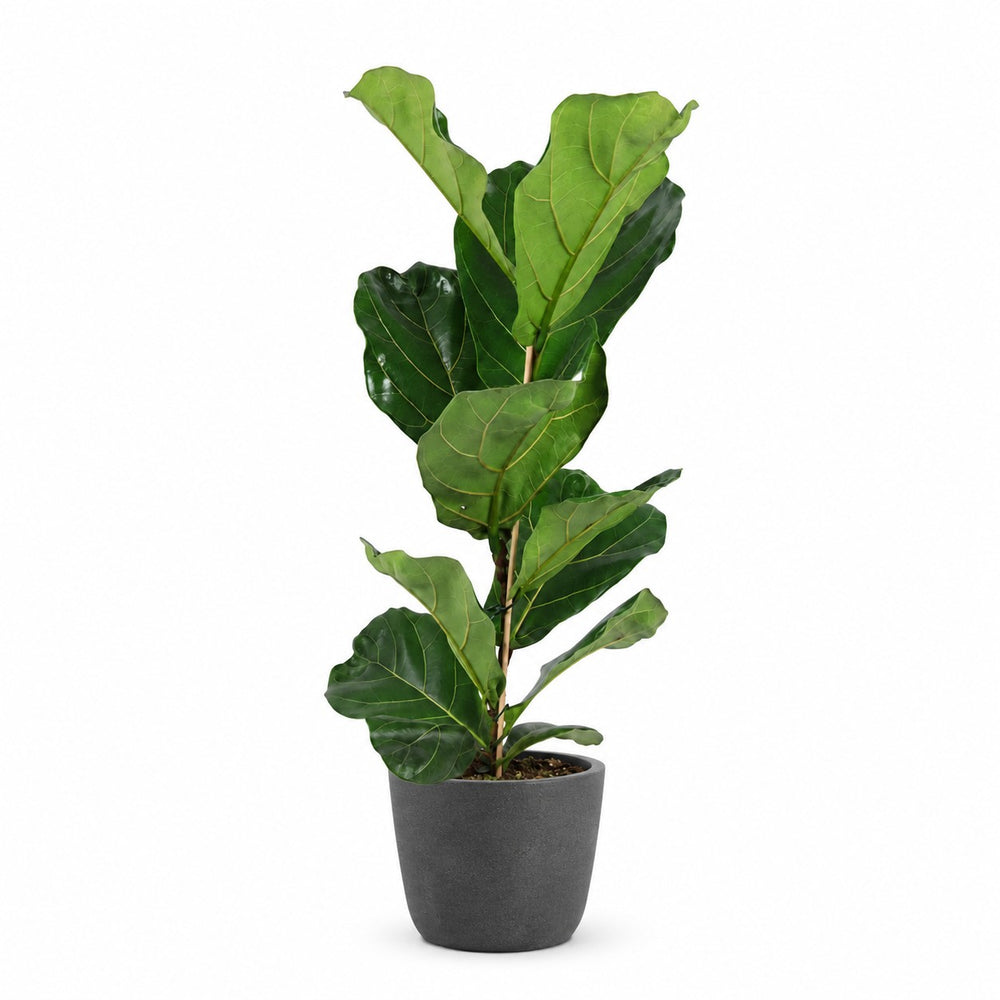 Ficus Lyrata (60cm, Ø17cm), Stylingbeispiel im Übertopf (Übertopf nicht enthalten)