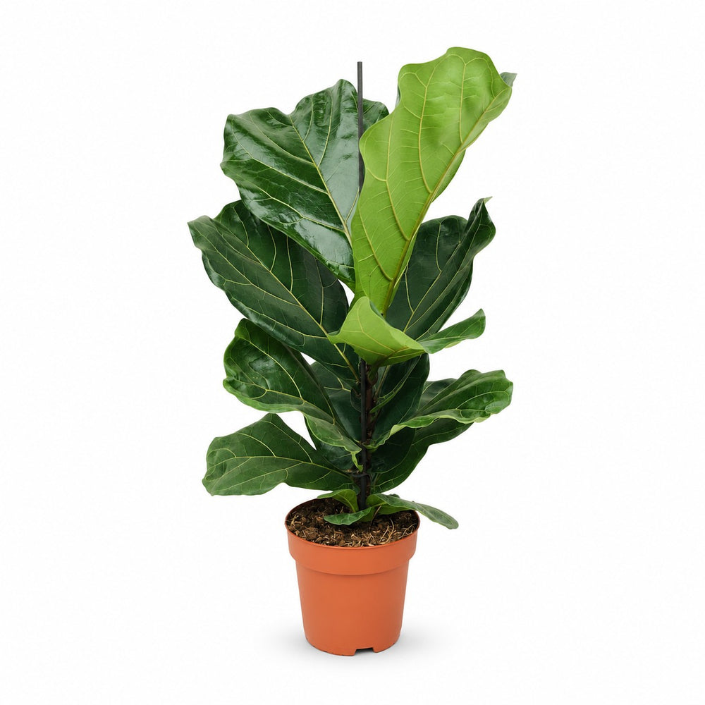 Ficus Lyrata (75cm, Ø17cm) im Kulturtopf