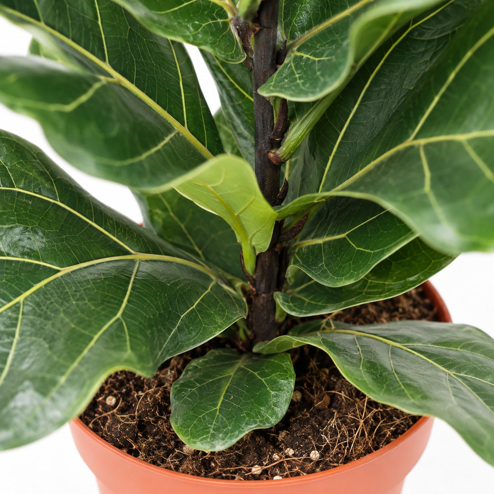 Ficus Lyrata (75cm, Ø17cm), Nahaufnahme Wuchs und Triebansatz