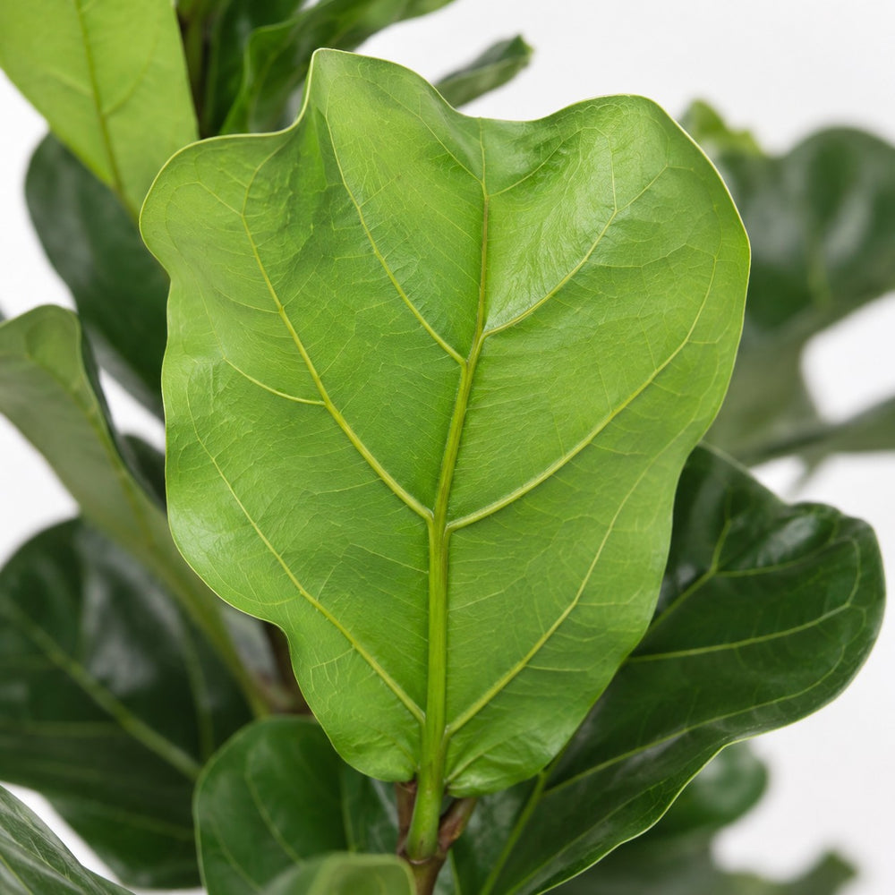 Ficus Lyrata (90cm, Ø21cm), Nahaufnahme Blatt