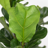 Ficus Lyrata (90cm, Ø21cm), Nahaufnahme Blatt