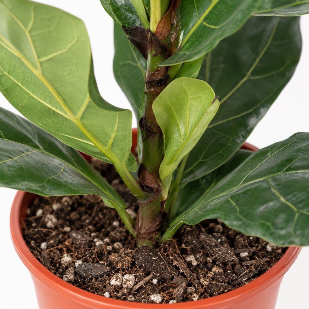 Ficus Lyrata (90cm, Ø21cm), Nahaufnahme Wuchs und Triebansatz