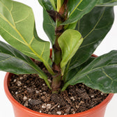 Ficus Lyrata (90cm, Ø21cm), Nahaufnahme Wuchs und Triebansatz