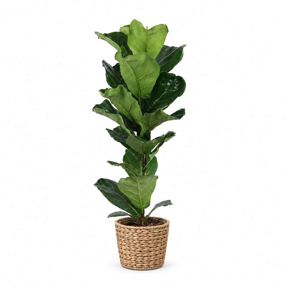 Ficus Lyrata (90cm, Ø21cm), Stylingbeispiel im Übertopf (Übertopf nicht enthalten)